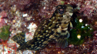 沖縄本島 の タイドプール で撮影した キカイカエルウオ の 水中写真 (5cm SL)