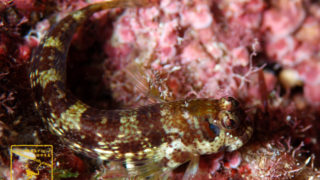 沖縄本島 タイドプール で撮影した ゴテンカエルウオ の水中写真 (5cm SL)