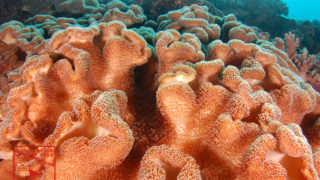 ソフトコーラル　沖縄本島のダイビングで撮影したソフトコーラルの水中写真