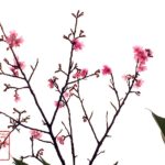 沖縄の桜カンヒザクラ（寒緋桜）－国際通りで撮影