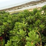 沖縄本島の海岸で撮影したテリハクサトベラの写真