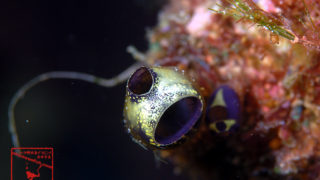 沖縄本島のダイビングで撮影したツツボヤ属の一種の水中写真
