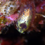 沖縄本島のダイビングで撮影したツツボヤ属の一種の水中写真