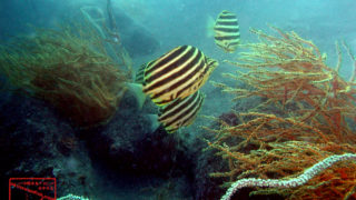 伊豆・大瀬崎湾内のダイビングで撮影したカゴカキダイ成魚の水中写真