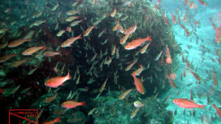 伊豆ダイビングで撮影したクロホシイシモチの水中写真
