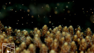 沖縄本島のダイビングで撮影した水中写真・サンゴの産卵シーン