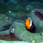 沖縄本島のダイビングで撮影したトウアカクマノミ成魚の水中写真