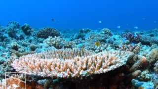 沖縄本島のダイビングで撮影したサンゴの水中写真
