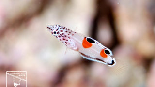 沖縄本島のダイビングで撮影したカンムリベラ(幼魚)の水中写真