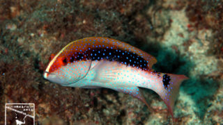 沖縄本島のダイビングで撮影したバラハタ(幼魚)の水中写真