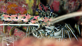 沖縄本島のダイビングで撮影したゴシキエビの水中写真
