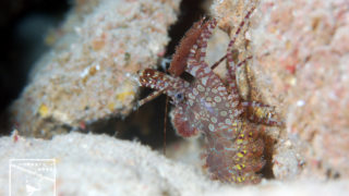 沖縄本島のダイビングで撮影したサンゴモエビの仲間の水中写真