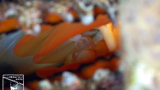 沖縄本島のダイビングで撮影したクロチョウカクレエビの水中写真