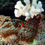 沖縄本島のダイビングで撮影したサンゴの白化現象 水中写真