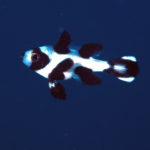 沖縄本島のダイビングで撮影したマダラタルミ幼魚の水中写真