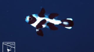 沖縄本島のダイビングで撮影したマダラタルミ幼魚の水中写真