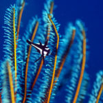 沖縄本島のダイビングで撮影したホホスジタルミ幼魚の水中写真