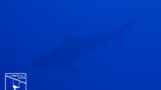 沖縄本島のダイビングで撮影したカマストガリザメの水中写真