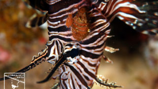 沖縄本島のダイビングで撮影した寄生虫の水中写真