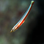 シロタスキベラ幼魚