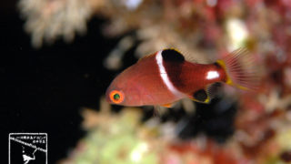 沖縄本島のダイビングで撮影したタキベラ(若魚)の水中写真