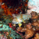 沖縄本島のダイビングで撮影したノドグロベラ幼魚の水中写真