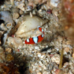 沖縄本島のダイビングで撮影したツユベラ幼魚の水中写真