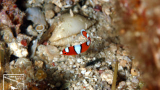 沖縄本島のダイビングで撮影したツユベラ幼魚の水中写真