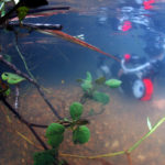 沖縄本島のダイビングで撮影したヒメツバメウオygの水中写真(1.5cm TL)