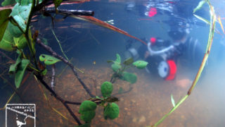 沖縄本島のダイビングで撮影したヒメツバメウオygの水中写真(1.5cm TL)
