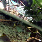 沖縄本島のダイビングで撮影ヒメツバメウオの水中写真（8cm TL）