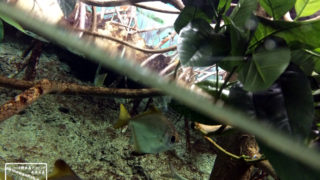 沖縄本島のダイビングで撮影ヒメツバメウオの水中写真（8cm TL）