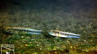 沖縄本島の河川で撮影した ナガノゴリ若魚 の水中写真(6cm SL)