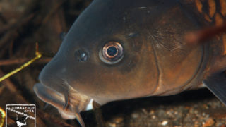 沖縄本島の河川で撮影した 鯉 ( コイ ) の 水中写真