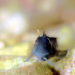 沖縄本島 タイドプール で撮影した ニセカエルウオ 幼魚 の 水中写真 ( 2cm SL )