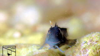 沖縄本島 タイドプール で撮影した ニセカエルウオ 幼魚 の 水中写真 ( 2cm SL )