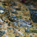 沖縄本島 海岸線 で撮影した タマカエルウオ ♂ の 水中写真 ( 8cm SL )