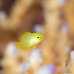 沖縄 ダイビング で撮影した ネッタイスズメダイ 幼魚 の 水中写真 ( 1cm TL )