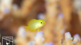 沖縄 ダイビング で撮影した ネッタイスズメダイ 幼魚 の 水中写真 ( 1cm TL )