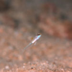 沖縄本島 ダイビング で撮影した クサハゼ 幼魚 の 水中写真 ( 10mm TL )