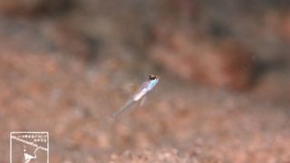 沖縄本島 ダイビング で撮影した クサハゼ 幼魚 の 水中写真 ( 10mm TL )