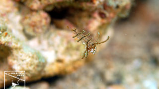 沖縄本島 ダイビング で 撮影 した オビテンスモドキ yg の 水中写真 ( 15mm SL )