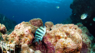 沖縄本島のダイビングで撮影した ロクセンスズメダイ の水中写真 (12cm SL)