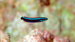 ミナミギンポ 幼魚