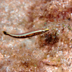 ナメラベラの幼魚