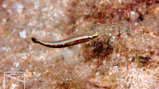 ナメラベラの幼魚