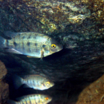 ティラピア 沖縄本島の河川で撮影したティラピア（カワスズメ）の水中写真