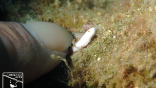沖縄本島のダイビングで撮影したシロウサギウミウシの水中写真