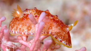 沖縄ダイビングで撮影したヒャクメウミウシの水中写真